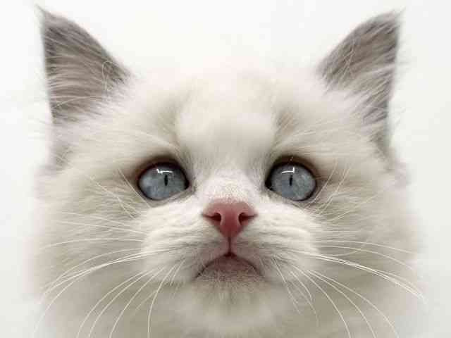 2025年12月5日生まれのラグドール