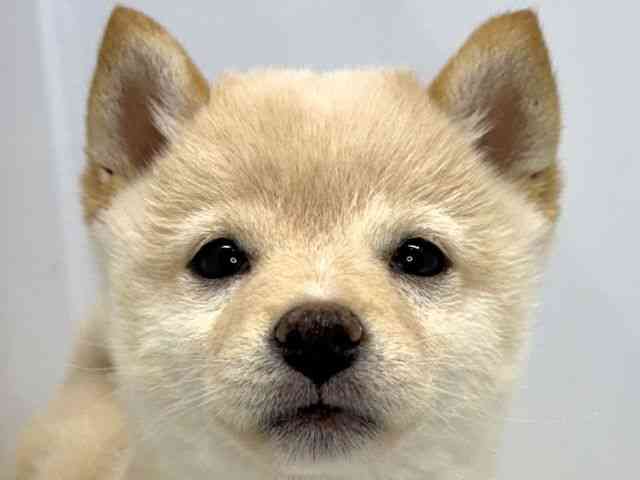 大阪府の柴犬(標準サイズ) (ひごペットフレンドリーセブンパーク天美店/2025年12月6日生まれ/女の子/白)の子犬の1枚目の画像