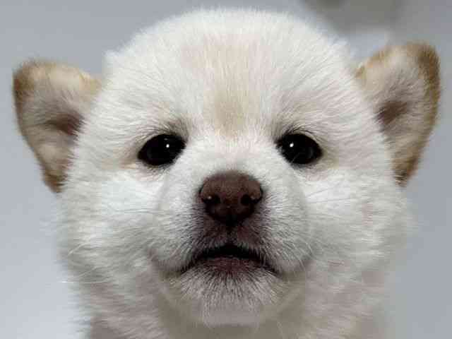 兵庫県の柴犬(標準サイズ) (ひごペットフレンドリーイトーヨーカドー明石店/2025年12月6日生まれ/女の子/白)の子犬の1枚目の画像