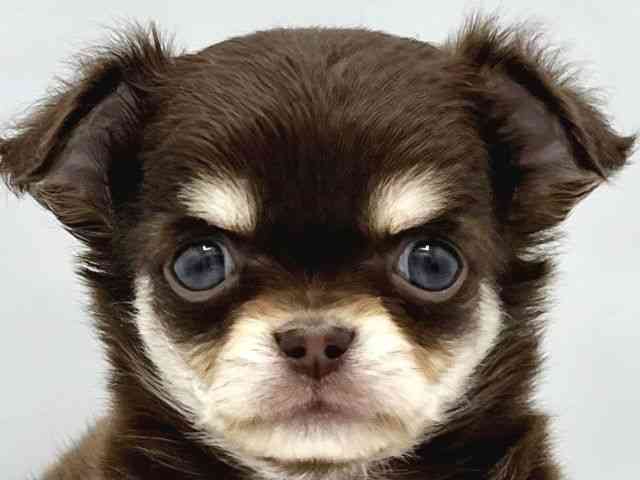 大阪府のチワワ(ロング) (ひごペットフレンドリーイトーヨーカドー津久野店/2025年12月6日生まれ/男の子/チョコレートクリームホワイト)の子犬の1枚目の画像