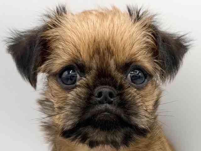 大阪府のブリュッセルグリフォン (ひごペットフレンドリーららぽーとEXPOCITY店/2025年12月6日生まれ/男の子/レッド)の子犬の1枚目の画像