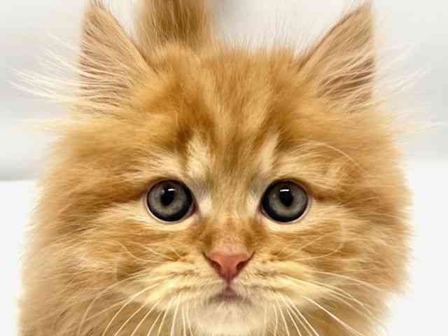 2025年12月7日生まれのミヌエット