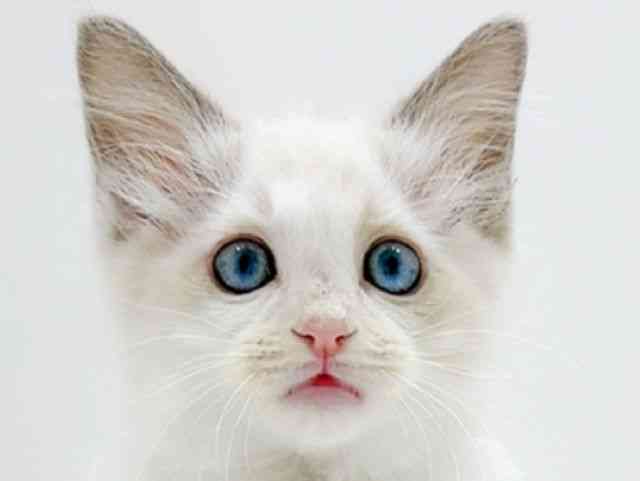 広島県のラグドール (ひごペットフレンドリーフジグラン神辺店/2025年12月6日生まれ/女の子/ブルーポイントバイカラー)の子猫の1枚目の画像