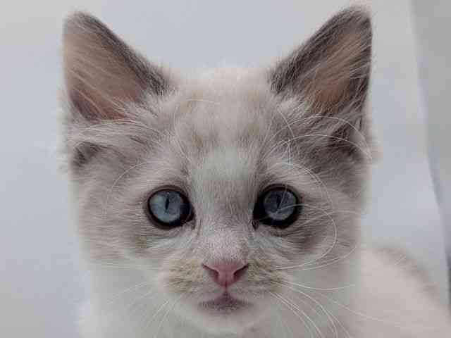 香川県のラグドール (ひごペットフレンドリーゆめタウン高松店/2025年12月6日生まれ/男の子/ブルーポイントバイカラー)の子猫の1枚目の画像