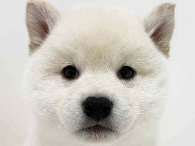 大阪府の柴犬(標準サイズ) (ひごペットフレンドリーくずはモール店/2025年12月6日生まれ/男の子/白)の子犬の1枚目の画像