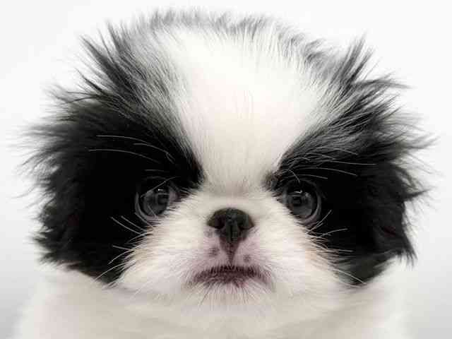 大阪府の狆 (ひごペットフレンドリーららぽーとEXPOCITY店/2025年12月6日生まれ/男の子/白黒)の子犬の1枚目の画像