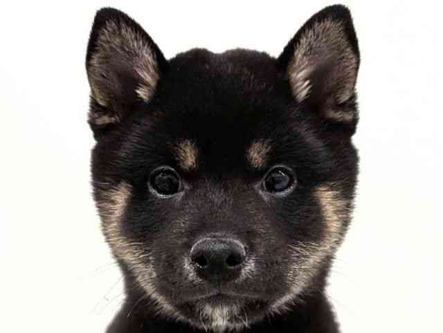 福岡県の柴犬(標準サイズ) (ひごペットフレンドリーリバーウォーク北九州店/2025年12月3日生まれ/男の子/黒)の子犬