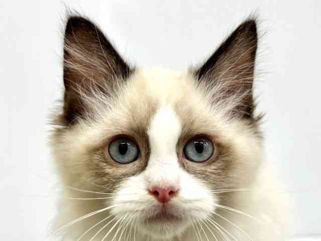 大阪府のラグドール (ひごペットフレンドリーイオンタウン茨木太田店/2025年12月3日生まれ/男の子/シールポイントバイカラー)の子猫の1枚目の画像