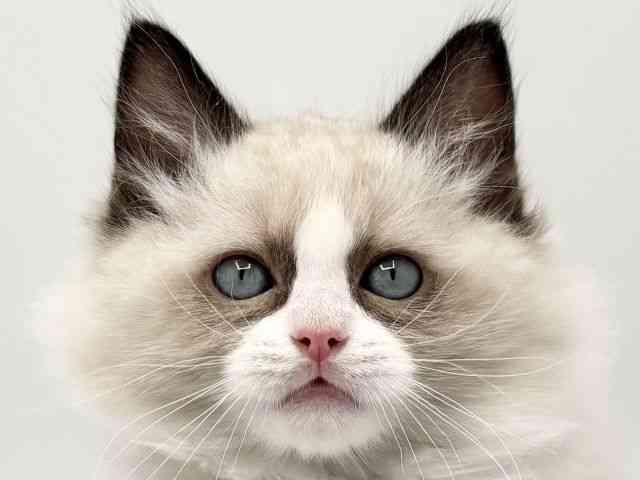 大阪府のラグドール (ひごペットフレンドリーみのおキューズモール店/2025年12月3日生まれ/男の子/シールポイントバイカラー)の子猫の1枚目の画像