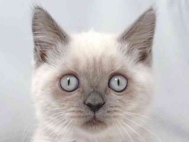 大阪府のブリティッシュショートヘアー (ひごペットフレンドリー堺プラットプラット店/2025年12月5日生まれ/女の子/ブルーポイント)の子猫の1枚目の画像