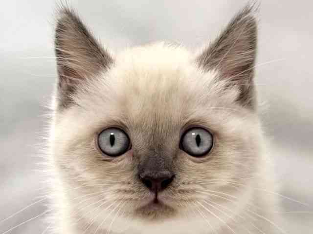 大阪府のブリティッシュショートヘアー (ひごペットフレンドリー堺プラットプラット店/2025年12月5日生まれ/女の子/ブルーポイント)の子猫の1枚目の画像