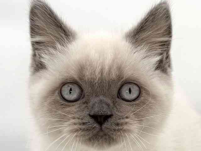 大阪府のブリティッシュショートヘアー (ひごペットフレンドリーイオンそよら海老江店/2025年12月5日生まれ/女の子/ブルーポイント)の子猫の1枚目の画像