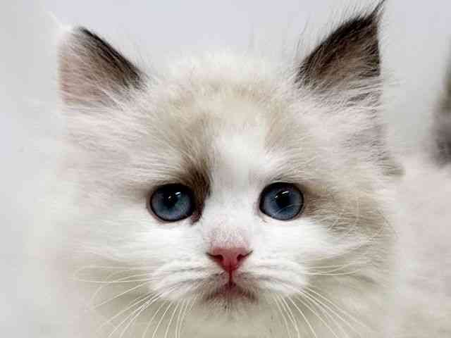 広島県のラグドール (ひごペットフレンドリーゆめタウン廿日市店/2025年12月7日生まれ/女の子/シールポイントバイカラー)の子猫