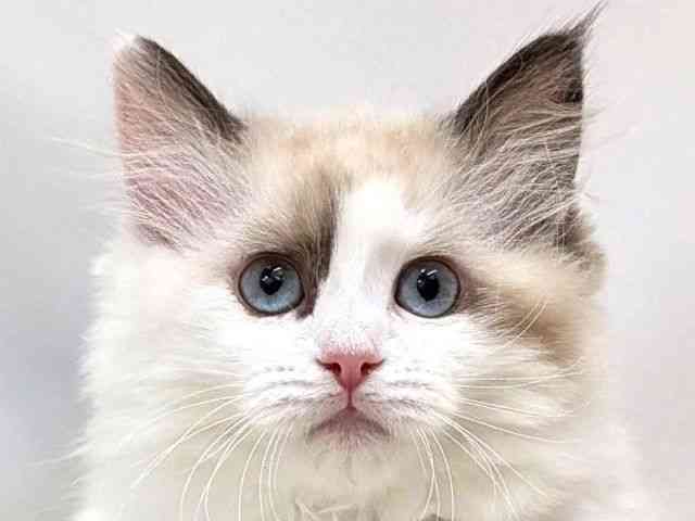 広島県のラグドール (ひごペットフレンドリーゆめタウン廿日市店/2025年12月7日生まれ/女の子/シールポイントバイカラー)の子猫の1枚目の画像