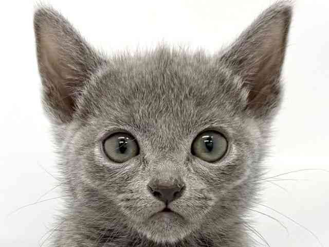 大阪府のロシアンブルー (ひごペットフレンドリーイオンタウン茨木太田店/2025年12月7日生まれ/女の子/ブルー)の子猫の1枚目の画像