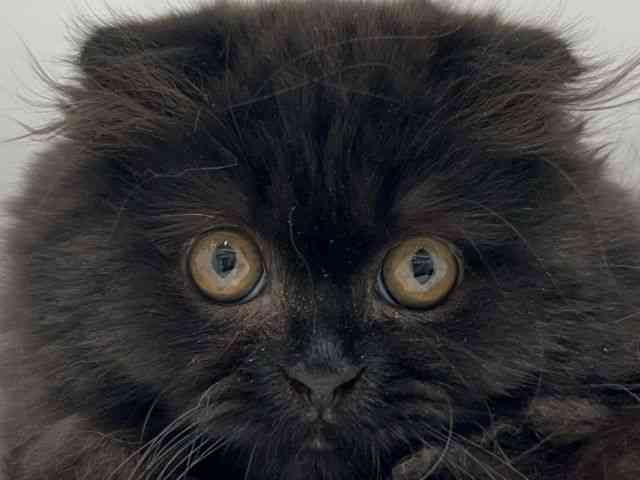 奈良県のスコティッシュフォールド (ひごペットフレンドリーイオンモール橿原ウエスト・ビレッジ店/2025年12月5日生まれ/女の子/ブラック)の子猫の1枚目の画像