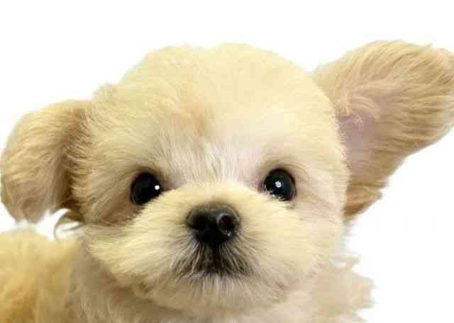 愛媛県のチワプー/プーチー(チワワ×プードル) (ひごペットフレンドリーエミフルMASAKI店/2025年12月6日生まれ/男の子/クリーム)の子犬の1枚目の画像