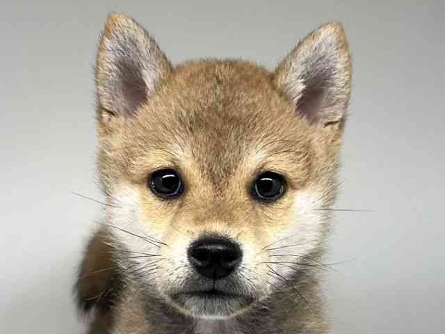 徳島県の柴犬(標準サイズ) (ひごペットフレンドリーゆめタウン徳島店/2025年12月5日生まれ/男の子/赤)の子犬の1枚目の画像