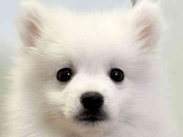 愛媛県の日本スピッツ (ひごペットフレンドリーエミフルMASAKI店/2025年12月7日生まれ/男の子/ホワイト)の子犬の1枚目の画像