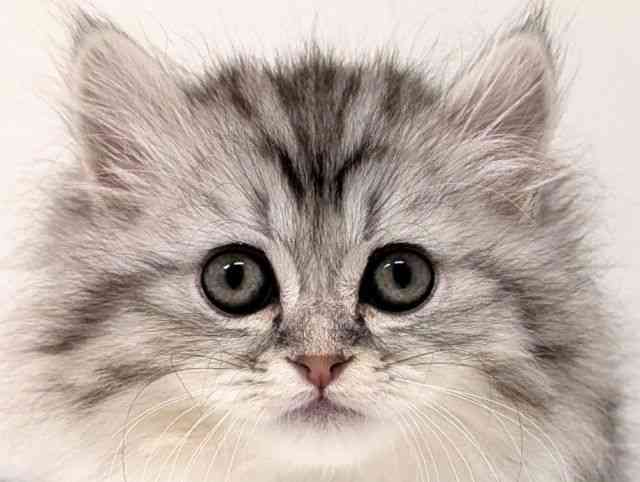 福岡県のミヌエット (ひごペットフレンドリーリバーウォーク北九州店/2025年12月7日生まれ/男の子/シルバータビー)の子猫