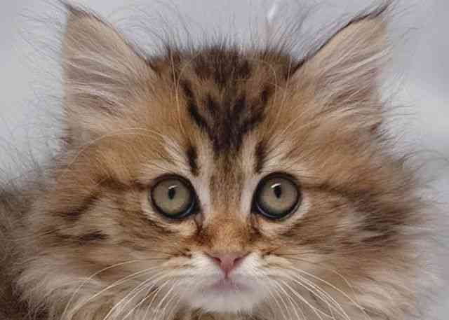 鳥取県のミヌエット (ひごペットフレンドリーイオンモール鳥取北店/2025年12月7日生まれ/男の子/ブラウンタビー)の子猫の1枚目の画像