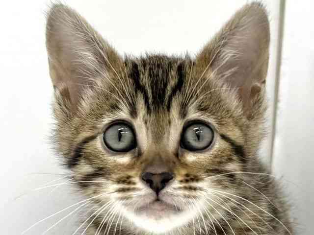 2025年12月7日生まれのベンガル