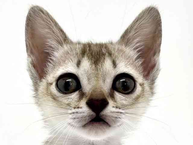 大阪府のシンガプーラ (ひごペットフレンドリーくずはモール店/2025年12月4日生まれ/女の子/セピアアグーティ)の子猫の1枚目の画像