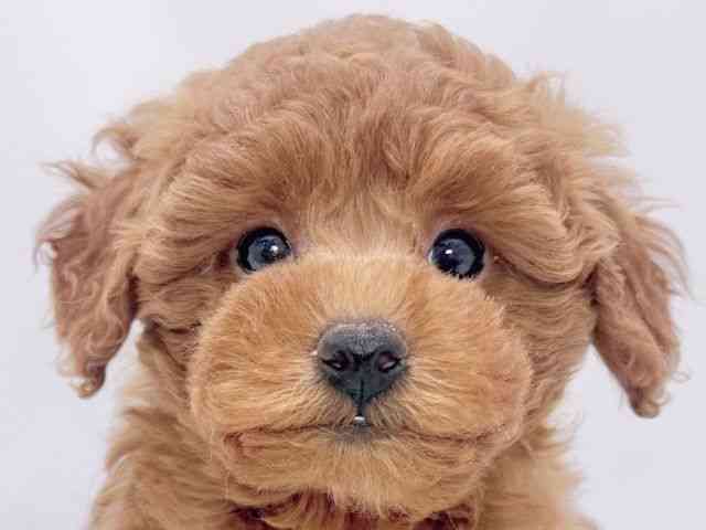 大阪府のトイプードル(トイ) (ひごペットフレンドリーイズミヤショッピングセンター千里丘店/2025年12月7日生まれ/女の子/レッド)の子犬