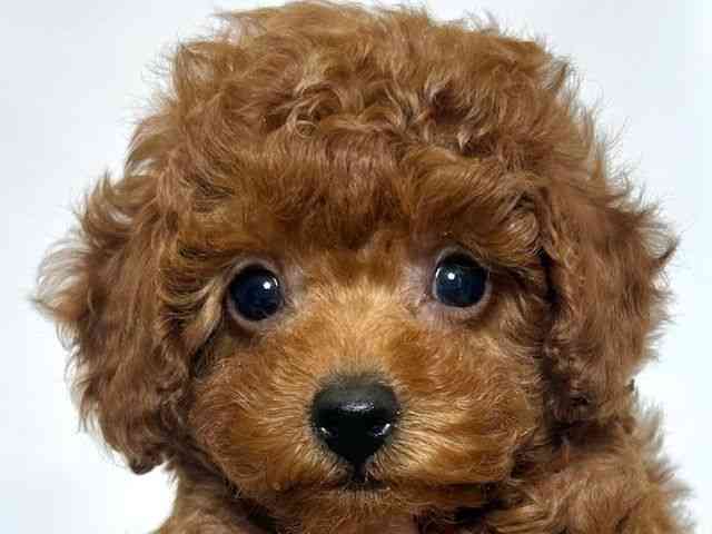 大阪府のトイプードル(トイ) (ひごペットフレンドリーアクロスプラザ住之江店/2025年12月7日生まれ/女の子/レッド)の子犬の1枚目の画像