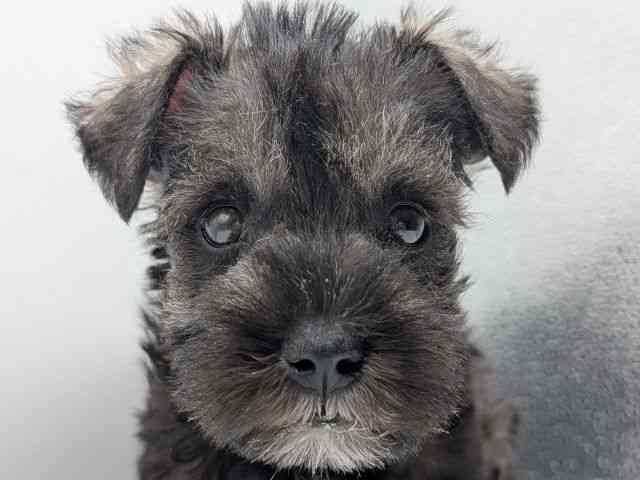 香川県のミニチュアシュナウザー (ひごペットフレンドリーゆめタウン高松店/2025年12月7日生まれ/女の子/ソルトペッパー)の子犬の1枚目の画像