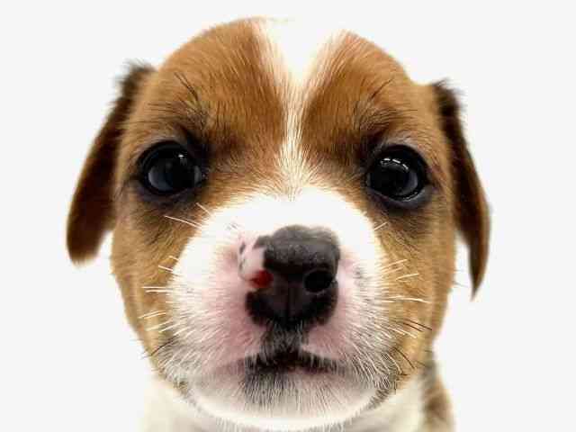 大阪府のジャックラッセルテリア (ひごペットフレンドリーイオンタウン茨木太田店/2025年12月6日生まれ/女の子/ホワイトタン)の子犬の1枚目の画像