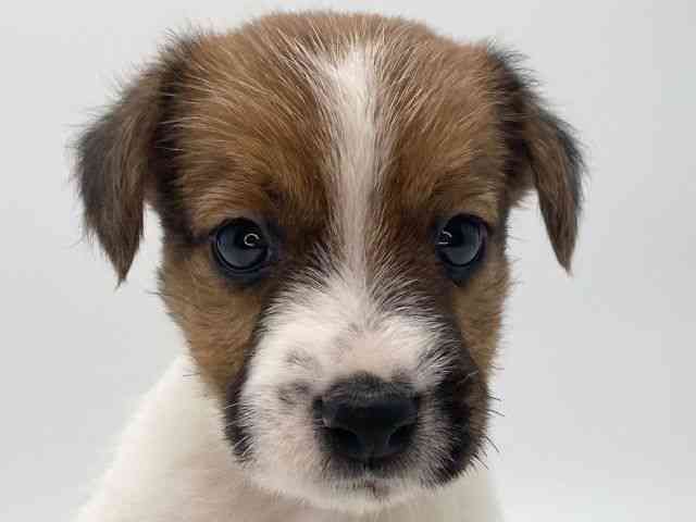 島根県のジャックラッセルテリア (ひごペットフレンドリーイオンモール出雲店/2025年11月29日生まれ/男の子/ホワイトタン)の子犬の1枚目の画像