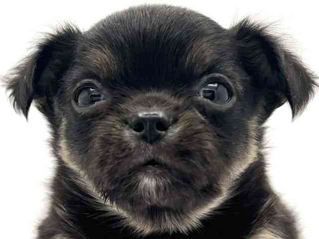 兵庫県のチワワ(ロング) (ひごペットフレンドリークラウンパーク伊丹店/2025年12月5日生まれ/女の子/ブラックタン)の子犬の1枚目の画像