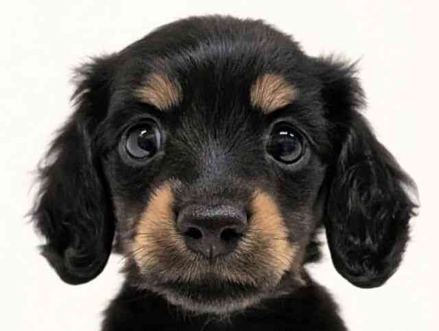 福岡県のミニチュアダックスフンド(ロング) (ひごペットフレンドリーリバーウォーク北九州店/2025年12月6日生まれ/女の子/ブラックタン)の子犬