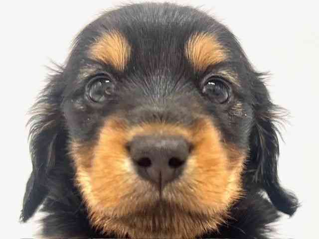 大阪府のミニチュアダックスフンド(ロング) (ひごペットフレンドリーイオンタウン豊中庄内店/2025年12月8日生まれ/女の子/ブラックタン)の子犬の1枚目の画像