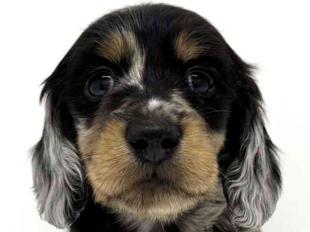 大阪府のミニチュアダックスフンド(ロング) (ひごペットフレンドリーくずはモール店/2025年12月8日生まれ/男の子/シルバーダップル)の子犬の1枚目の画像