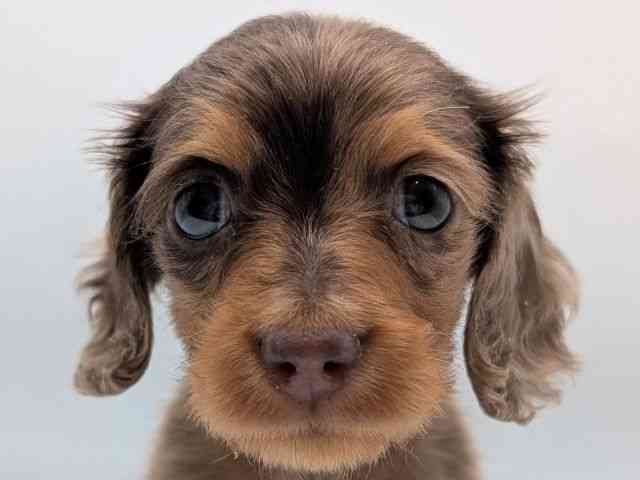 香川県のミニチュアダックスフンド(ロング) (ひごペットフレンドリーゆめタウン高松店/2025年12月6日生まれ/女の子/チョコレートダップル)の子犬の1枚目の画像