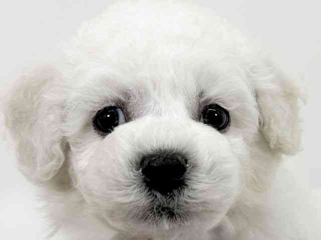 京都府のビションフリーゼ (ひごペットフレンドリーイズミヤショッピングセンター八幡店/2025年12月5日生まれ/男の子/ホワイト)の子犬の1枚目の画像