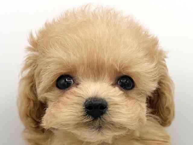 大阪府のマルプー(マルチーズ×プードル) (ひごペットフレンドリーららぽーとEXPOCITY店/2025年12月5日生まれ/男の子/クリーム)の子犬の1枚目の画像