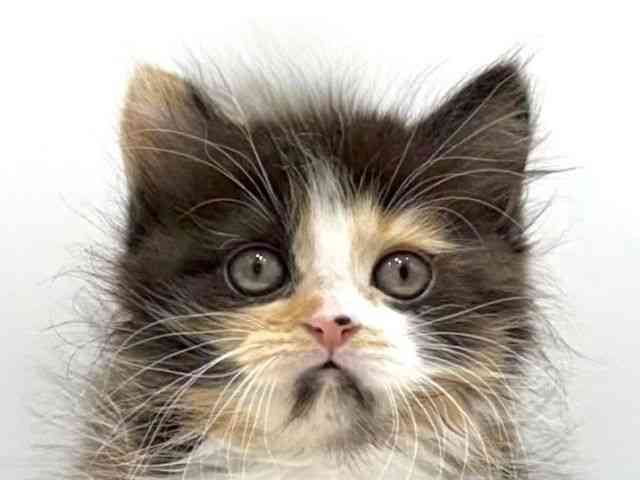 2025年11月29日生まれのスコティッシュフォールド