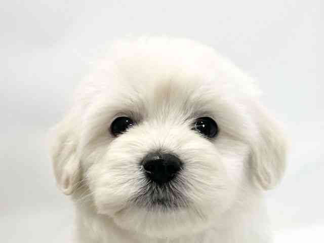 愛媛県のマルックス(マルチーズ×ダックス) (ひごペットフレンドリーイオンモール今治新都市店/2025年12月6日生まれ/男の子/ホワイトクリーム)の子犬の1枚目の画像