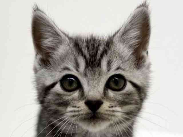 兵庫県のアメリカンショートヘアー (ひごペットフレンドリーブルメールHAT神戸店/2025年12月7日生まれ/男の子/シルバータビー)の子猫の1枚目の画像