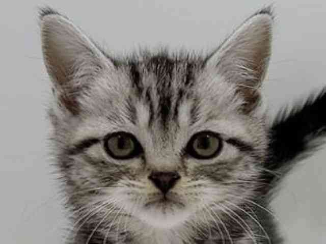 広島県のアメリカンショートヘアー (ひごペットフレンドリーフジグラン神辺店/2025年12月7日生まれ/女の子/シルバータビー)の子猫