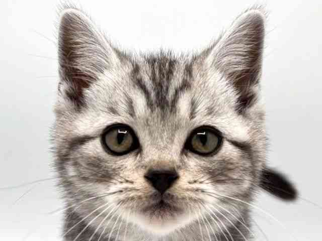 2025年12月7日生まれのアメリカンショートヘアー