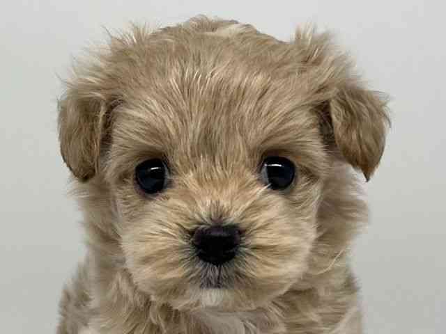 徳島県のマルプー(マルチーズ×プードル) (ひごペットフレンドリーゆめタウン徳島店/2025年12月7日生まれ/女の子/アプリコット)の子犬の1枚目の画像