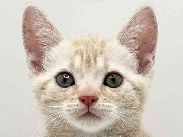 大阪府のアメリカンショートヘアー (ひごペットフレンドリーみのおキューズモール店/2025年12月5日生まれ/男の子/レッドタビー)の子猫の1枚目の画像