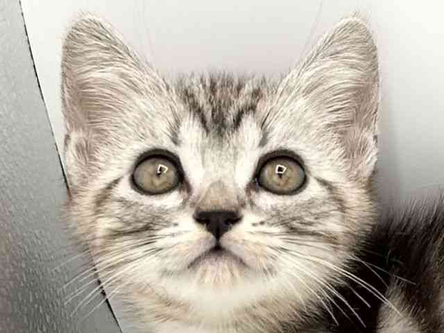 2025年12月7日生まれのアメリカンショートヘアー