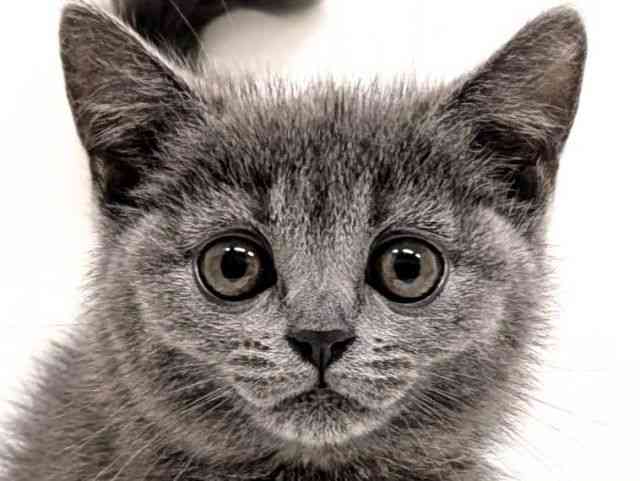 福岡県のブリティッシュショートヘアー (ひごペットフレンドリーリバーウォーク北九州店/2025年12月6日生まれ/男の子/ブルー)の子猫