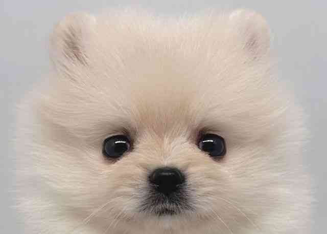 鳥取県のポメラニアン (ひごペットフレンドリーイオンモール鳥取北店/2025年11月30日生まれ/女の子/ホワイト)の子犬の1枚目の画像