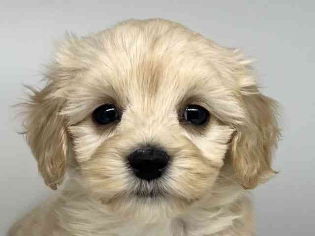 徳島県のマルックス(マルチーズ×ダックス) (ひごペットフレンドリーゆめタウン徳島店/2025年12月6日生まれ/男の子/クリーム)の子犬の1枚目の画像